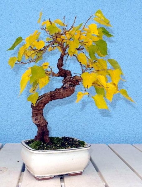 65maulbeerbaum10-14-3fo.jpg