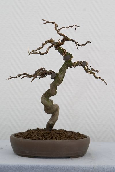 Höhe ca. 15 cm - Schale Tokoname