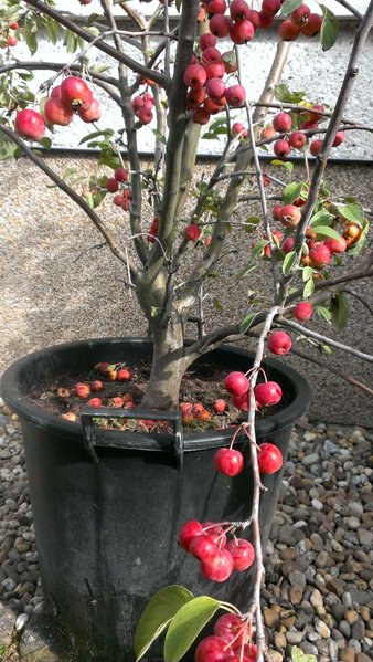 Die Äpfel wären schon weg, musste Mutter versprechen noch 2 Wochen zu warten bis sie sie zum herbstlichen Basteln braucht ;)