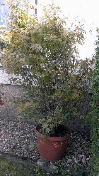 Acer.jpg