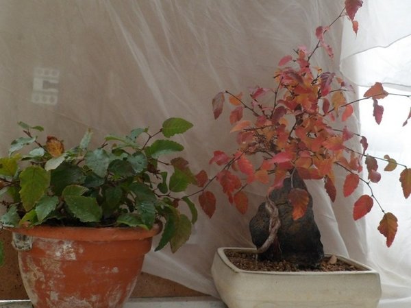 bonsai 001a..,.jpg