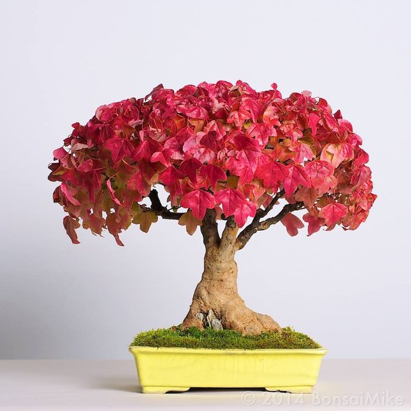 bonsai-shohin-kaede.jpg