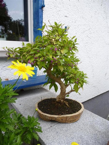 P1020578 (Groß) (Individuell).JPG