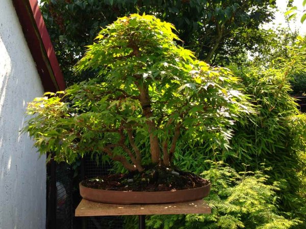 acer mehrfachstamm sommer 2014.jpg