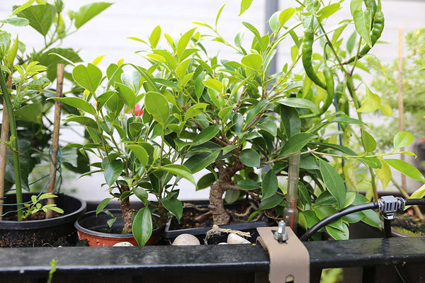 Auch die Ficus-Ableger standen den ganzen Sommer im Balkonkasten mit Wasserspeicher, der während des Urlaubs von der Bewässerungsanlage gespeist wurde.