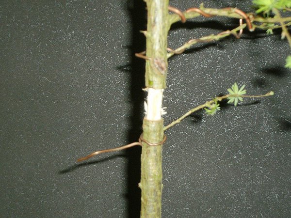 comp_PICT2140.jpg