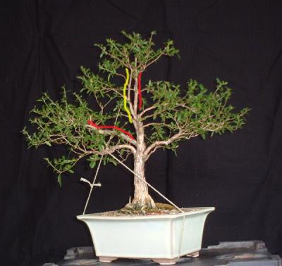 Serissa aenderung.jpg