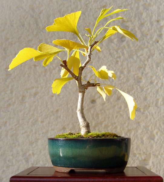 Ginko 20 cm