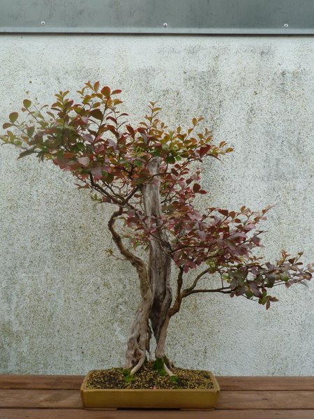Lagerstroemia.jpg