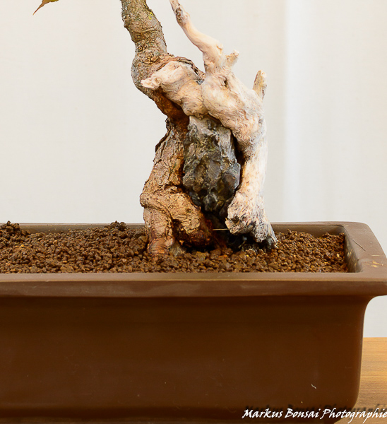 DSC_6875.jpg