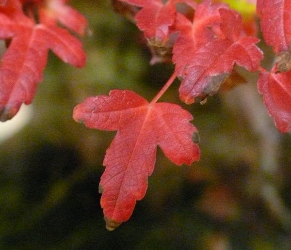 P1110651k.JPG