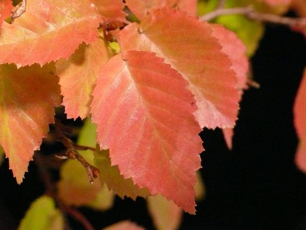 P1110647k.JPG