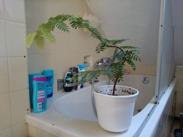 meine große 1.JPG