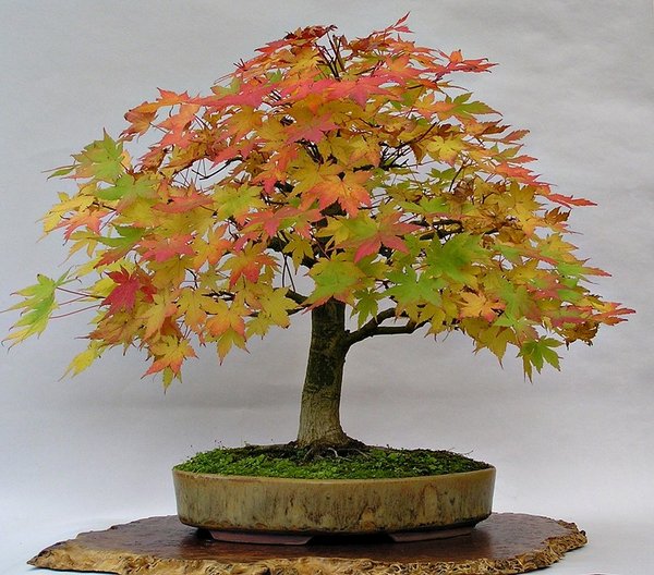 A. Palmatum Abmoosung 004.jpg