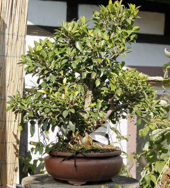 mein erster und größter Ficus -- Geschenk 2006--
