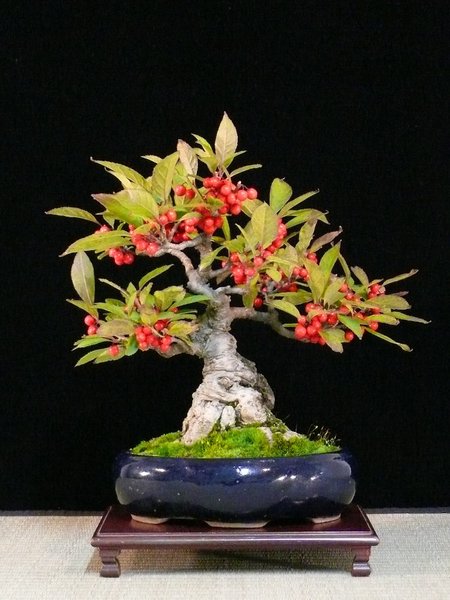 P1110678k.JPG