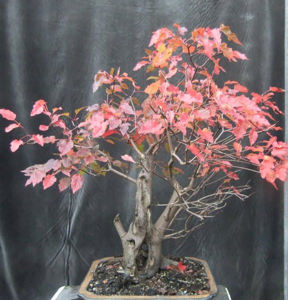 038-Okt14-AcerGin.jpg