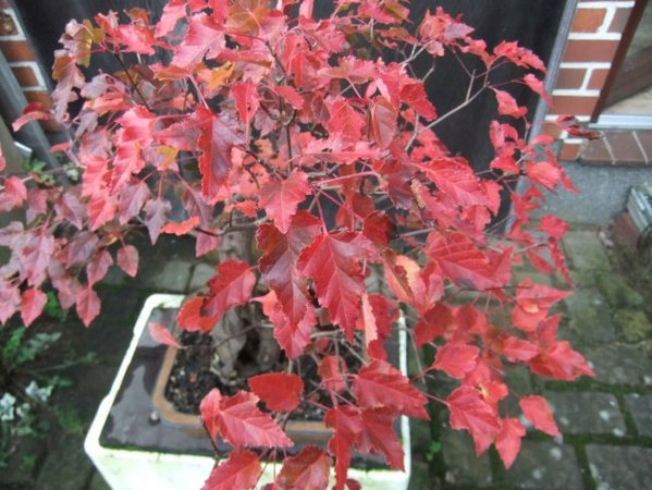 Um die Farbe wirklich zu bekommen, mußte ich schon um den Baum rum gehen.