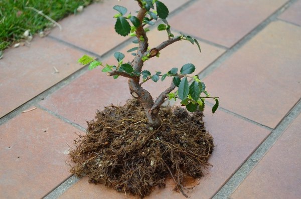 Umtopfen im März 2014