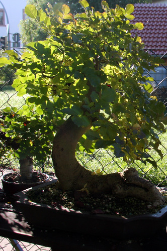1-IMG_9698.jpg