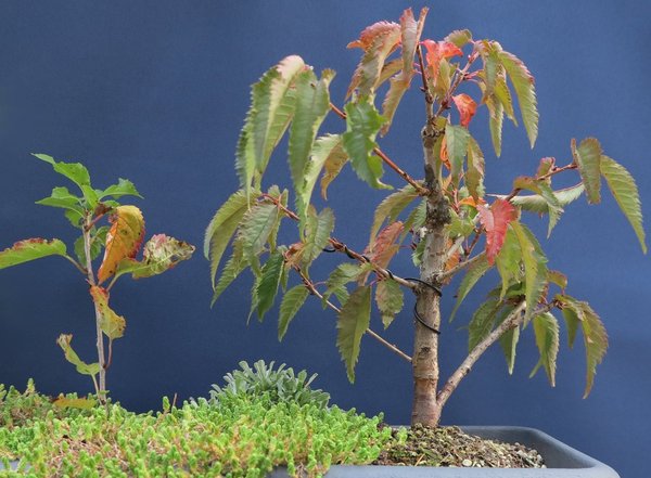 Neben der Zierkirsche ist eine andere Kirsche gewachsen, die ein Vogel in den Blumenkasten gebracht hat.