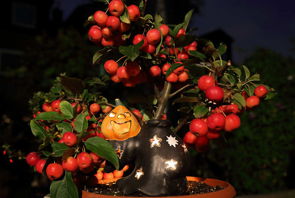 IMG_2014_10_20_6000Apfel_KuerbisK.jpg