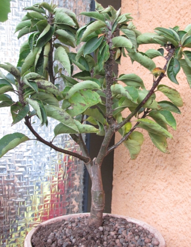 apfel_geliefert-01.JPG