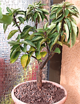 apfel_geliefert-01a.JPG