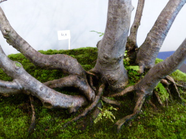 BCD Mannheim 2014 033.JPG