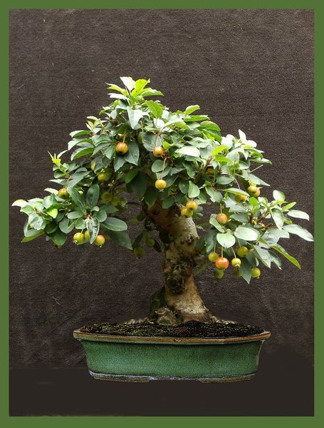 k-Apfel 5 Kopie.jpg