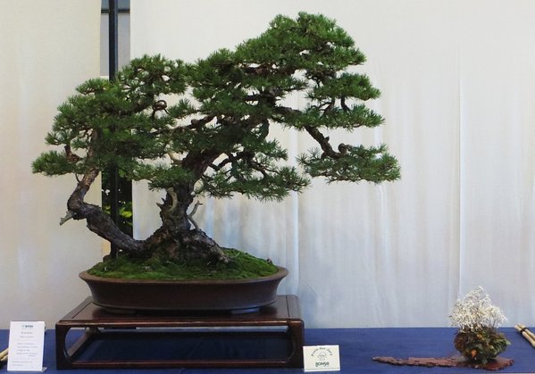 Goldmedaillengewinner - Pinus sylvestris