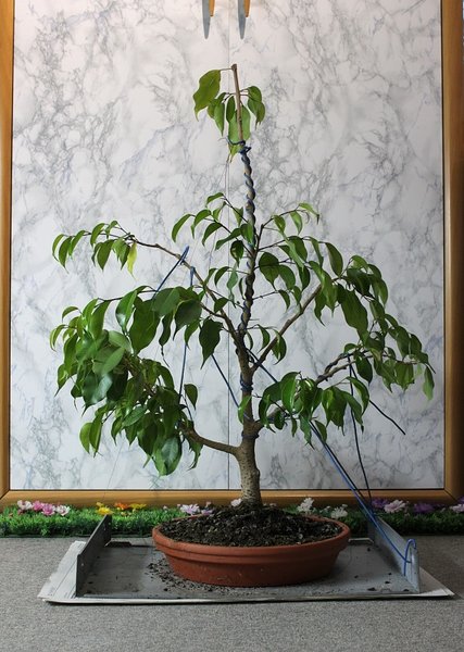 2014_10_21-ficus_bonsai.jpg