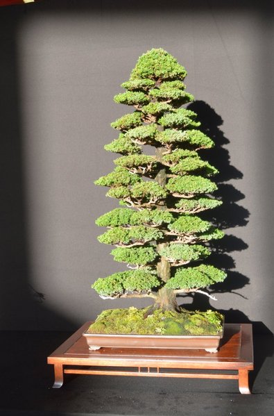 Cryptomieria jap., ebenfalls von der NT 14 bekannt