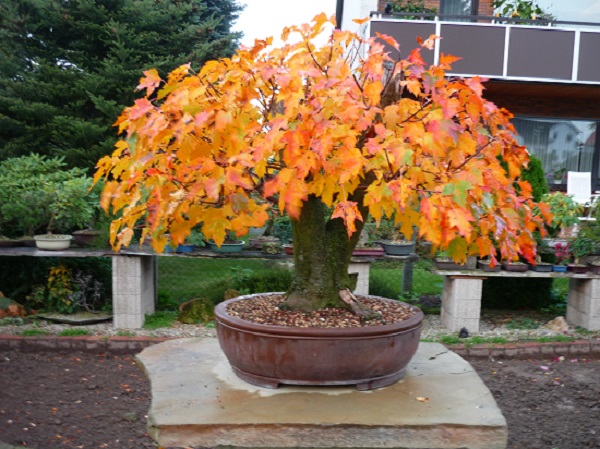 P1020837.JPG