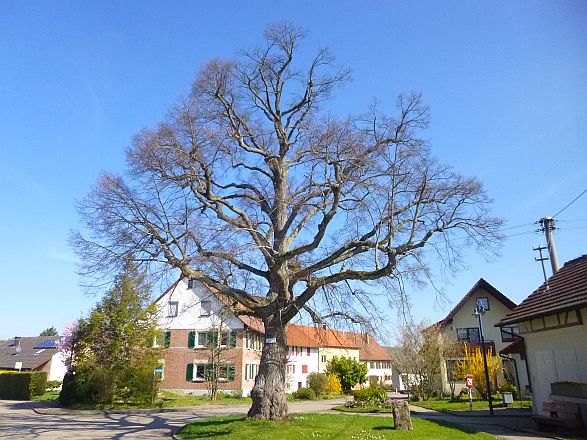 lind.jpg