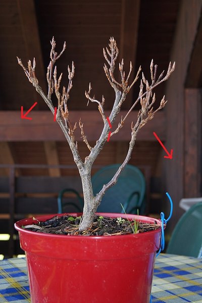 geplanter Schnitt und geplantes Abspannen