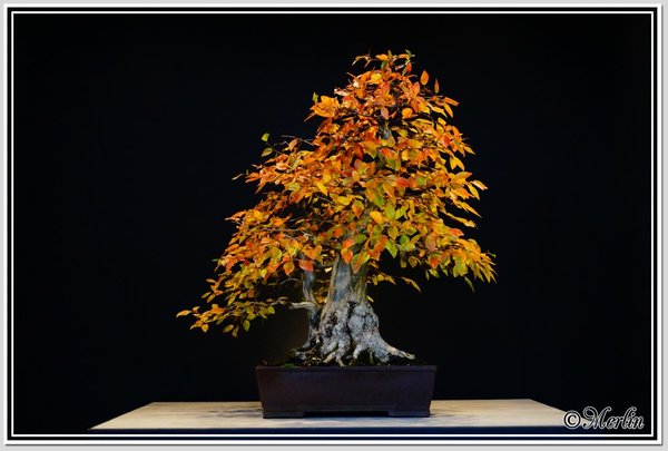 CarpinusMerlinHerbst2014_1klein.jpg