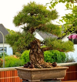 IMG_2659 Jap. Schwarzkiefer.jpg