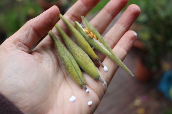 4 Früchte mit Saatgut von Oxypetalum coeruleum