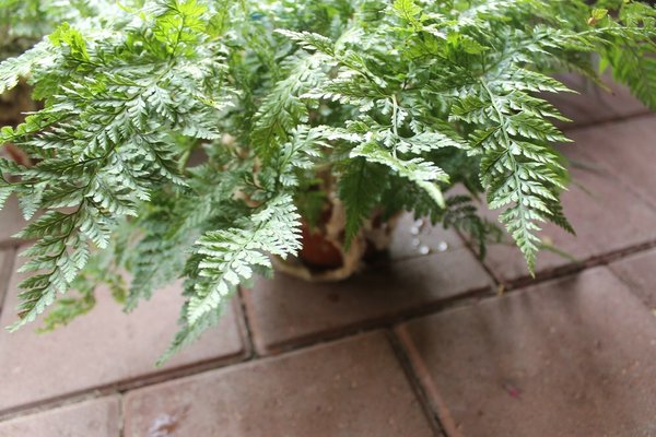 comp_IMG_4348.jpg