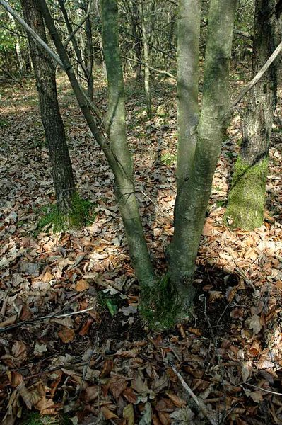 Der Baum im Feld, nicht wirklich toll