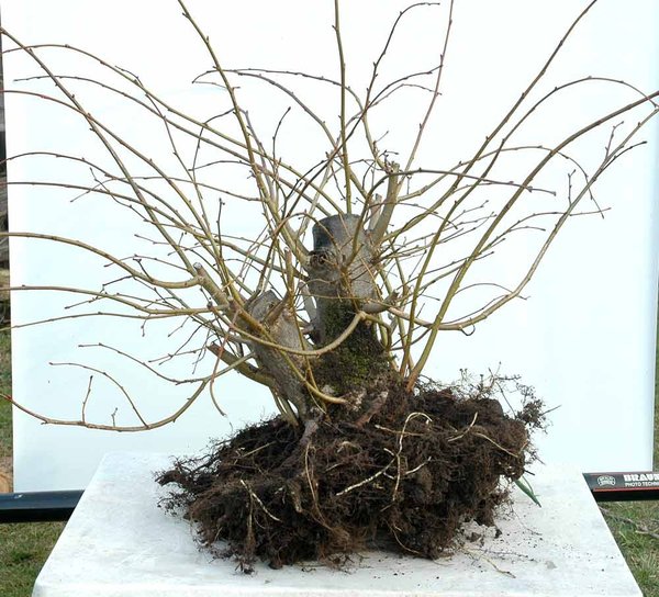 Frühjahr 2012, frisch aus dem Feld