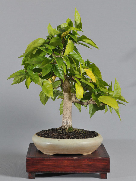 hibiscus_schmieda_1014.jpg