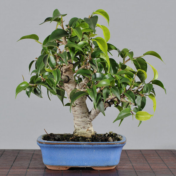 ficus2_schmieda_1014_2.jpg