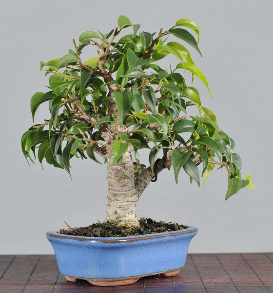 ficus2_schmieda_1014_3.jpg