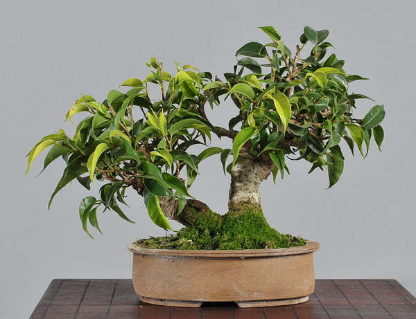 ficus1_schmieda_1014_2.jpg