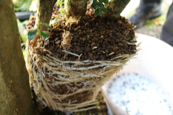 tut mir leid das, das Bild so unscharf ist, aber ich musste mich über den Baum "biegen" und hoffen, das es klappt