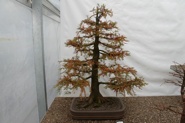 comp_IMG_4427.jpg