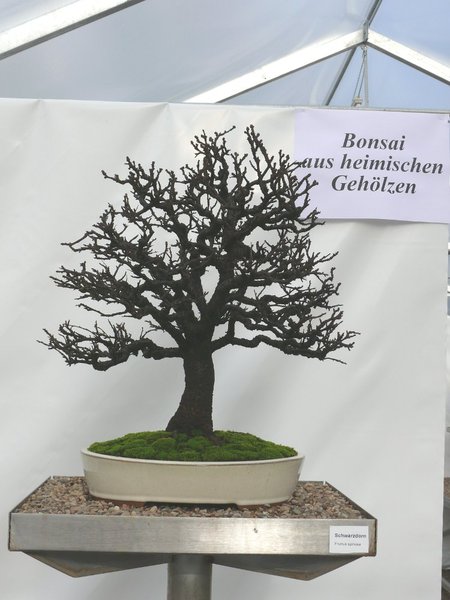 P1110827k.JPG