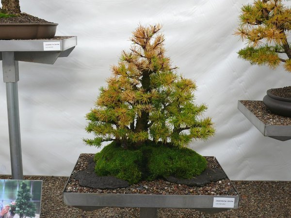 P1110830k.JPG